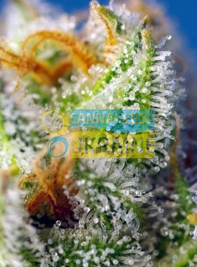 Fast Version F1 Crystal Candy SWS73 feminized, Sweet seeds, 4 фем