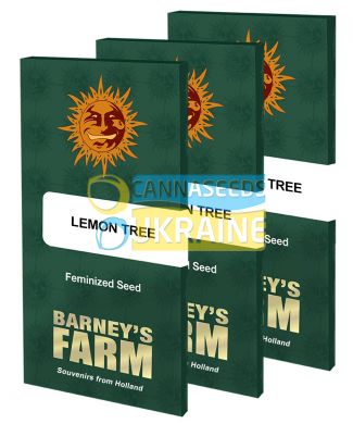 Lemon Tree Feminised, Barney's Farm