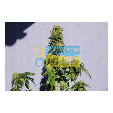 семена конопли сорт Power Skunk feminized