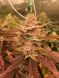 Red Hot Cookies SWS83 feminized, Sweet Seeds