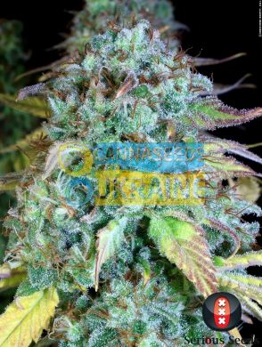 Serious Happiness feminized, Serious Seeds