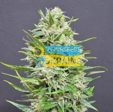 Auto Amsterdam Herer feminized, Amsterdam Seeds