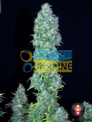 Serious Happiness feminized, Serious Seeds