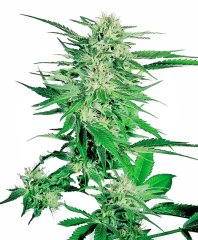 семена конопли сорт Big Bud Feminized Seeds