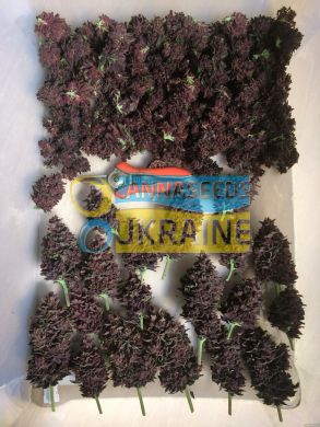 Red Hot Cookies SWS83 feminized, Sweet Seeds