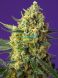 Auto Crystal Candy XL SWS87 feminized, Sweet Seeds