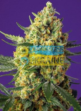 Auto Crystal Candy XL SWS87 feminized, Sweet Seeds