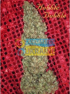 Hubble Bubble feminized, Mandala Seeds