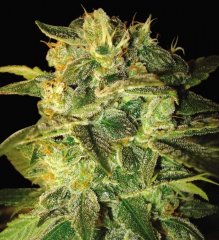Auto Sugar Mango feminised