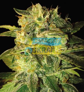 Auto Sugar Mango feminised