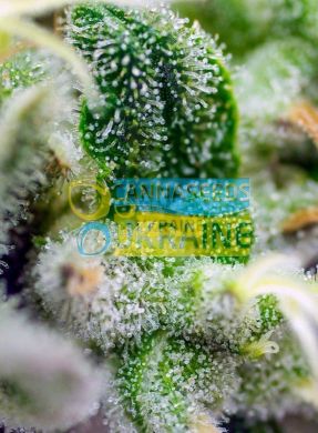 семена конопли сорт Auto Gorilla Girl XL SWS82 feminized, Sweet Seeds