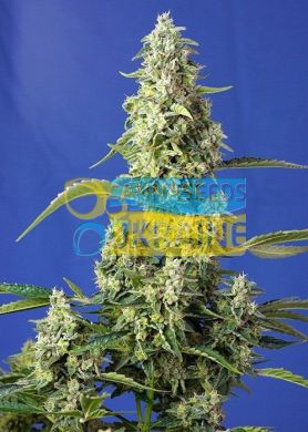 семена конопли сорт Auto Gorilla Girl XL SWS82 feminized, Sweet Seeds