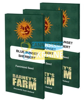 Blue Sunset Sherbert Feminised, Barney's Farm