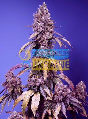Fast Version F1 Black Muffin SWS111 feminized, Sweet Seeds