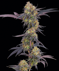Tropicana Cherry feminized, Barney's Farm