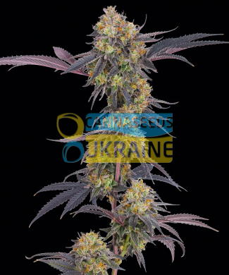 Tropicana Cherry feminized, Barney's Farm