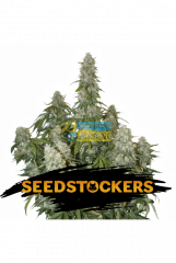 семена конопли сорт Auto Big Bud feminized, Seedstockers