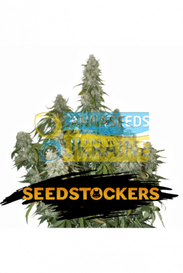 семена конопли сорт Auto Big Bud feminized, Seedstockers