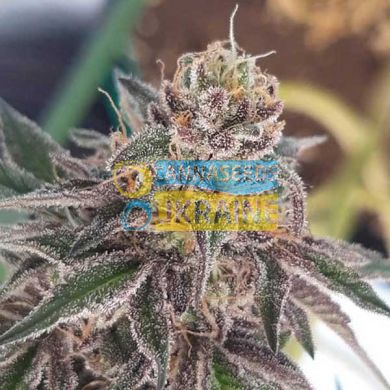 Auto Tasty Cookies feminized