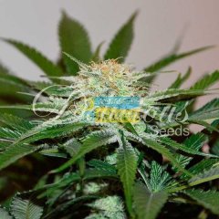Descojack feminized, Delicious Seeds