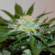 Descojack feminized, Delicious Seeds