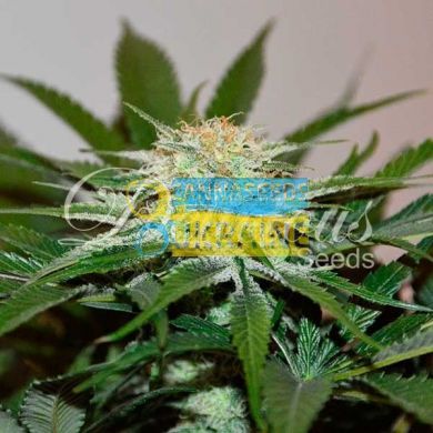 Descojack feminized, Delicious Seeds