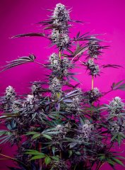 семена конопли сорт Auto Studio 54 Stardust SWS116 feminized, Sweet Seeds