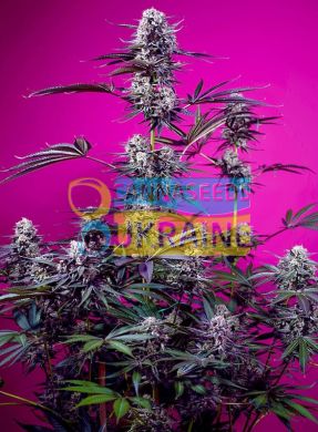 Auto Studio 54 Stardust SWS116 feminized, Sweet Seeds