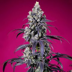 Auto Tropicanna Cherry XL SWS119 feminized, Sweet seeds