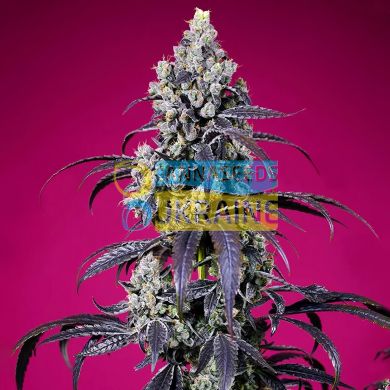 Auto Tropicanna Cherry XL SWS119 feminized, Sweet seeds