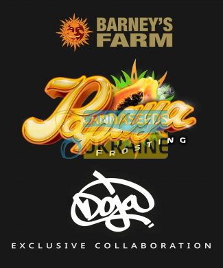 семена конопли сорт Papaya Frosting feminized, Barney's Farm