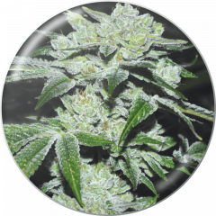 семена конопли сорт Sour Glue feminized, Medical Seeds
