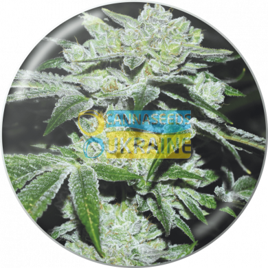 семена конопли сорт Sour Glue feminized, Medical Seeds